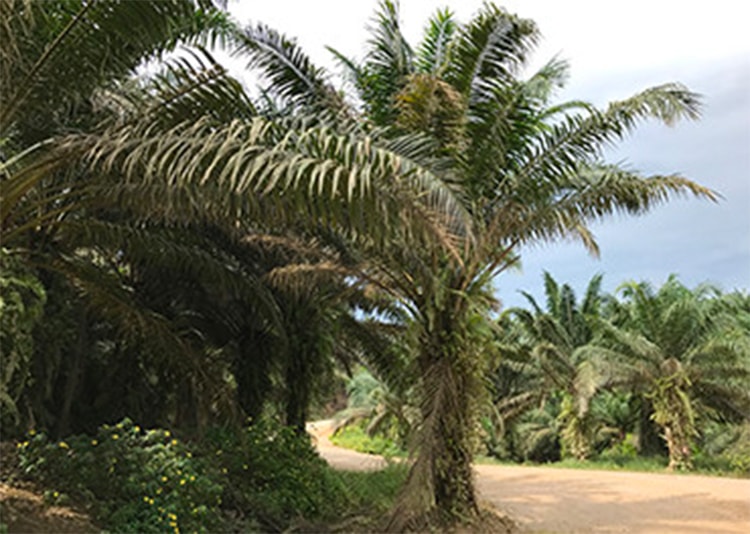 Palm oil plantation